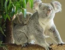 Koala with baby koala