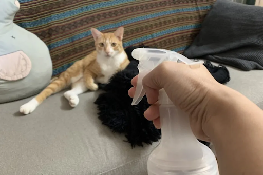 Dùng bình xịt nước để dạy mèo