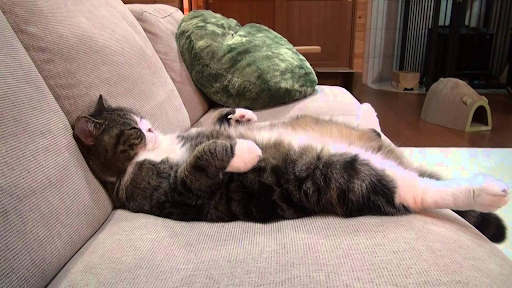 Lý do mèo tiểu ra ghế sofa