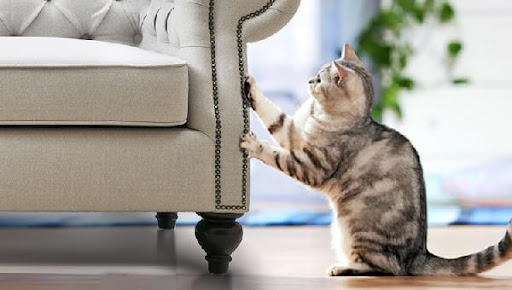 Cào móng là cách mà loài mèo dùng để đánh dấu lãnh thổ của mình