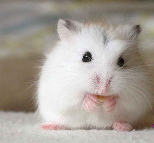 Hamster rất dễ nuôi vì chiếm ít không gian trong nhà