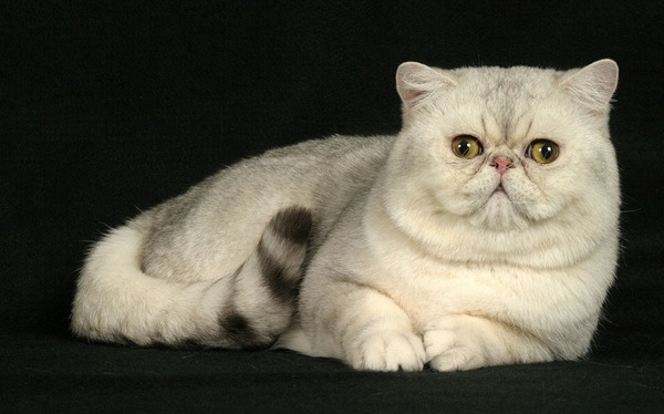 Mèo Ba Tư là một trong những giống mèo phổ biến nhất