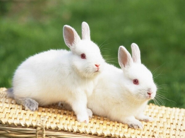 Những chú thỏ xinh xắn dễ thương